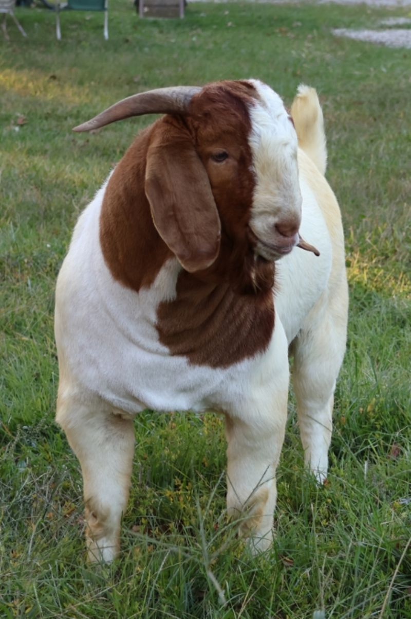 Bear Creek BC M1244 - Boer Goat Buck