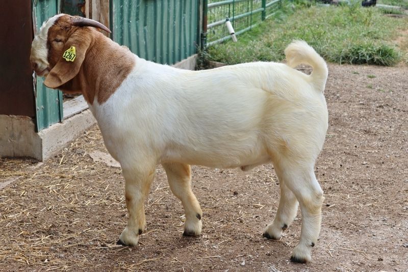 BEAR CREEK BC N1267 LUCAS - Boer Goat Buck