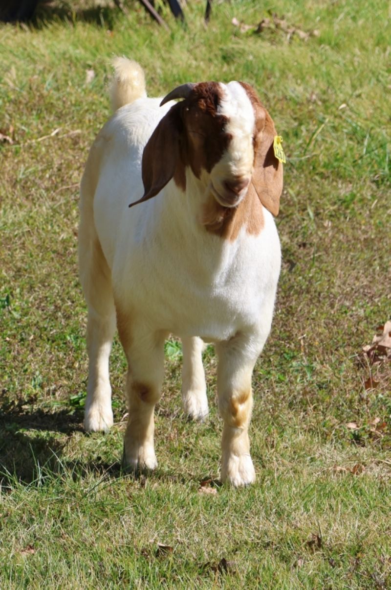 BEAR CREEK BC N1267 LUCAS - Boer Goat Buck
