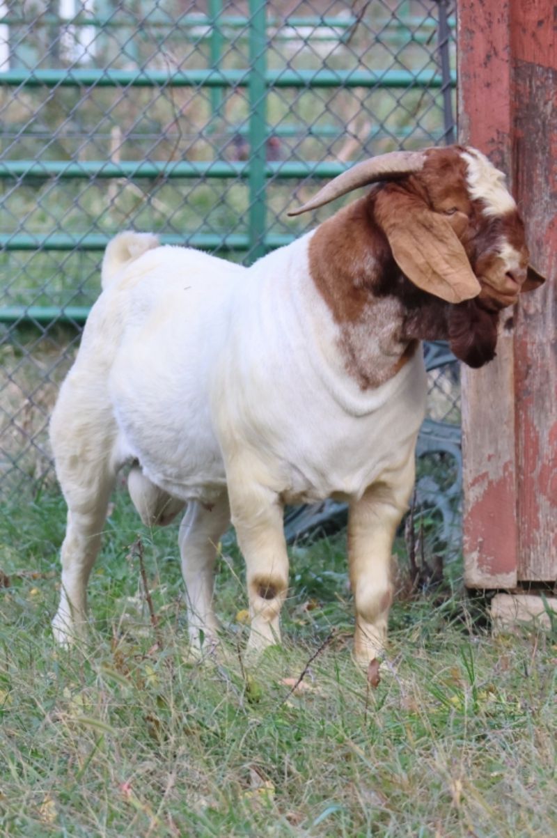 BEAR CREEK BC M1231 - Boer Goat Buck