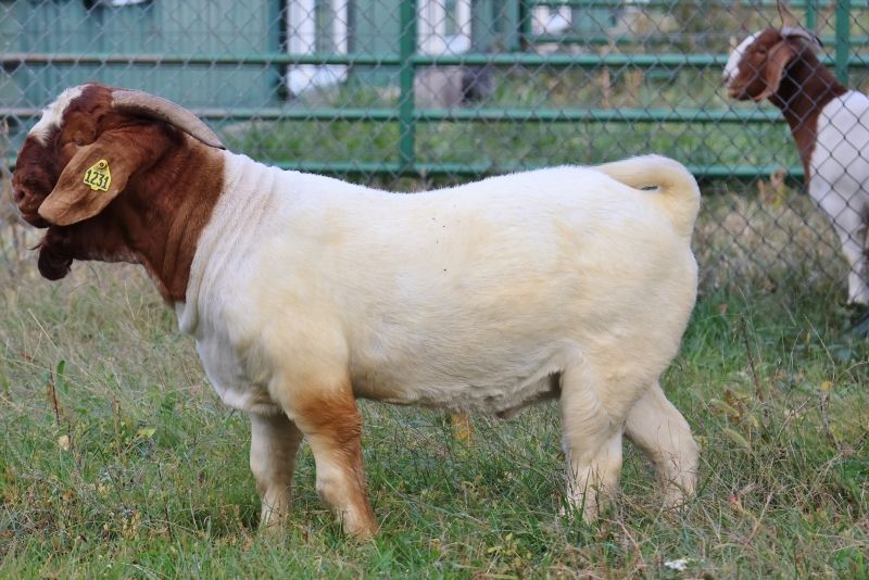 BEAR CREEK BC M1231 - Boer Goat Buck