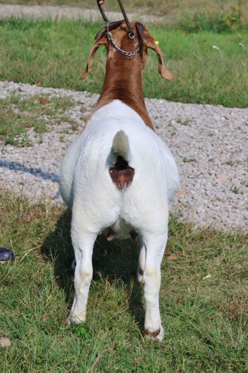 Bear Creek BC M1254 - Boer Goat Doe