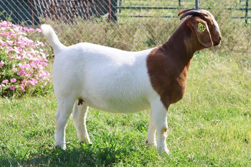 Bear Creek BC M1254 - Boer Goat Doe