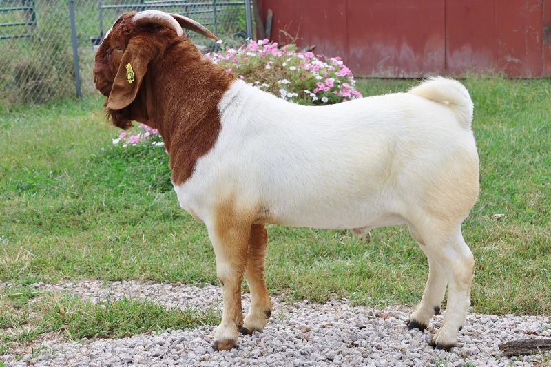 BEAR CREEK BC M1230 TRAVELER - Boer Goat Buck