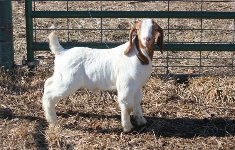 Bear Creek BC  Wether #2 Born 1 January 2023 - Boer Goat Wether
