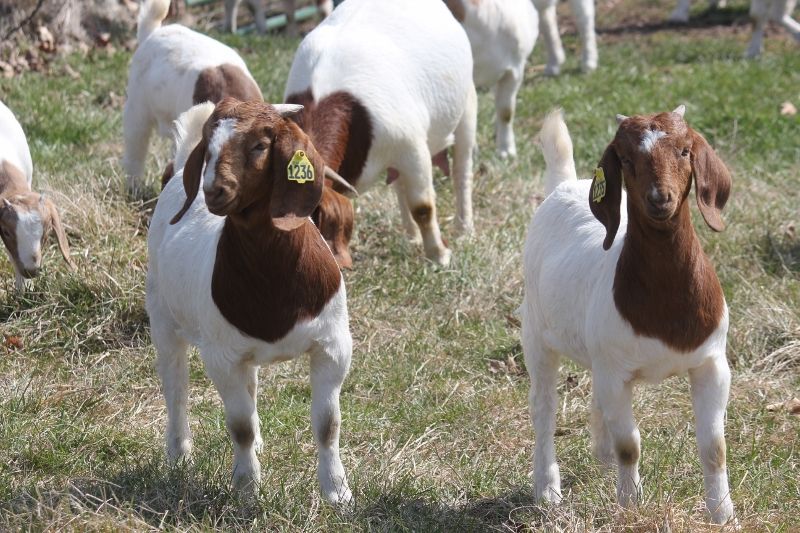 Bear Creek BC M1235 - Boer Goat Doe