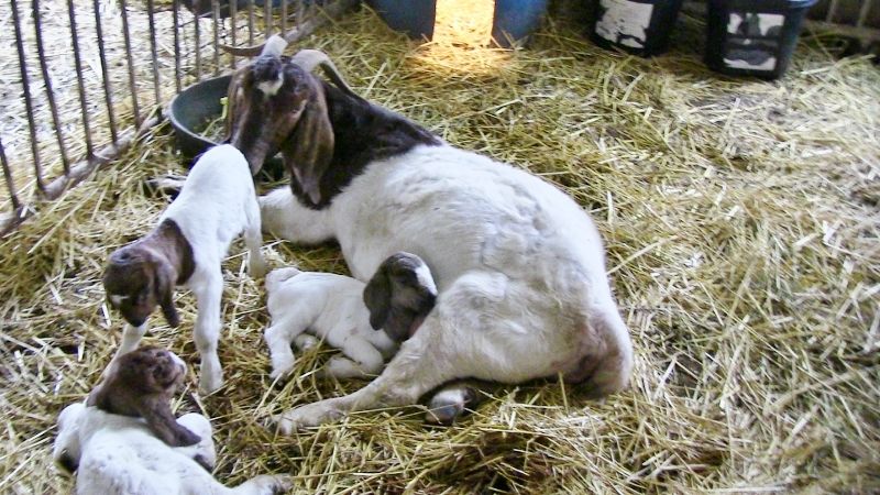 Bear Creek BC M1235 - Boer Goat Doe