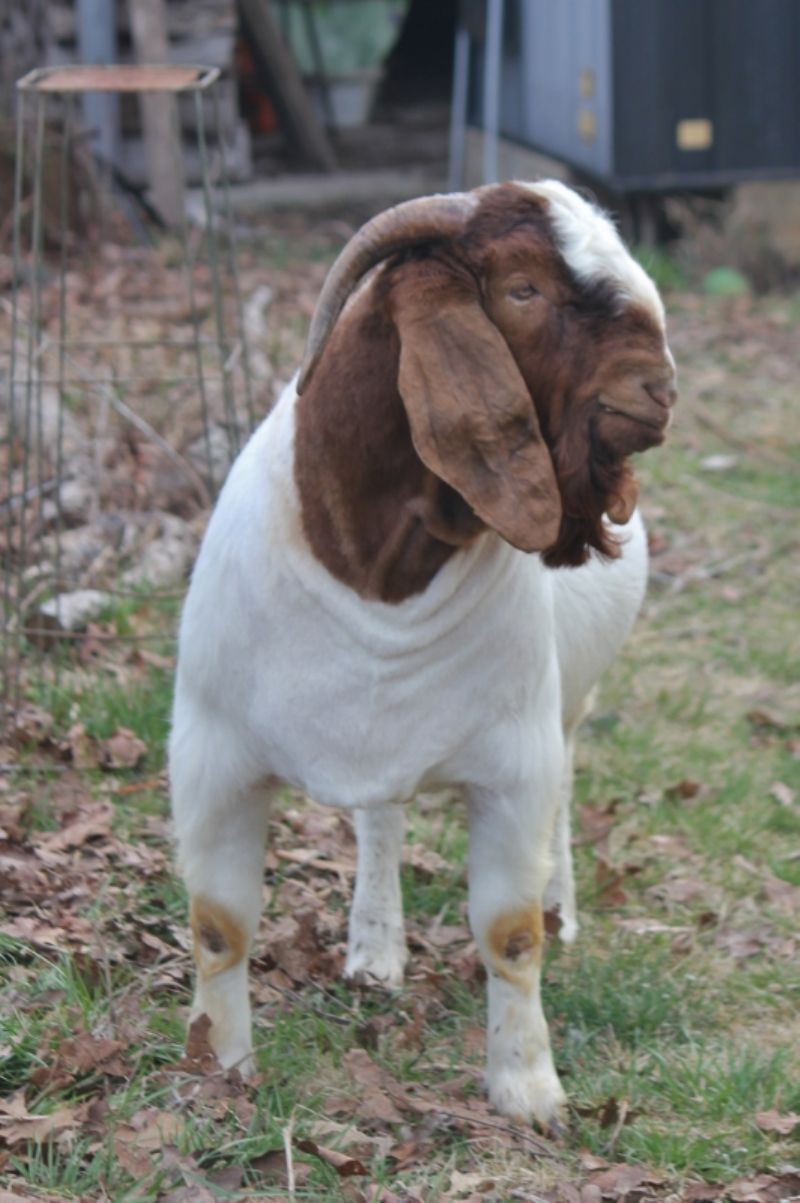 Bear Creek BC M1212 Master Design - Boer Goat Buck