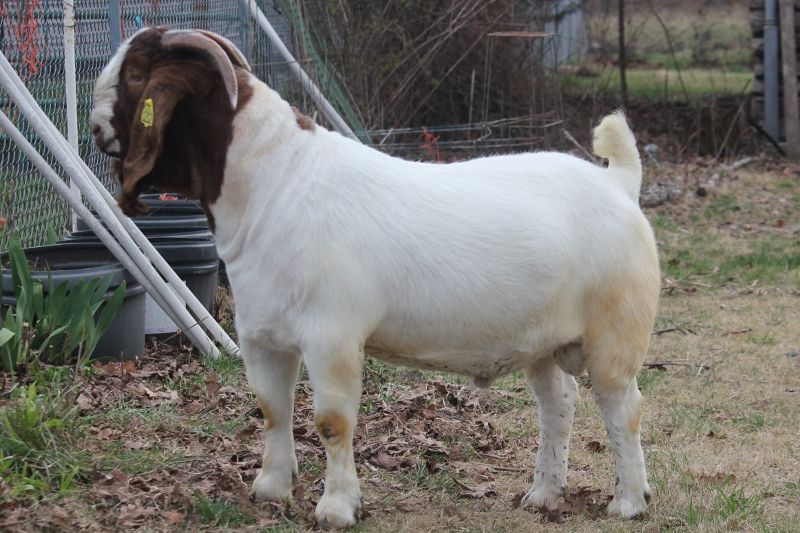 Bear Creek BC M1212 Master Design - Boer Goat Buck