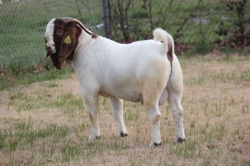Bear Creek BC M1212 Master Design - Boer Goat Buck