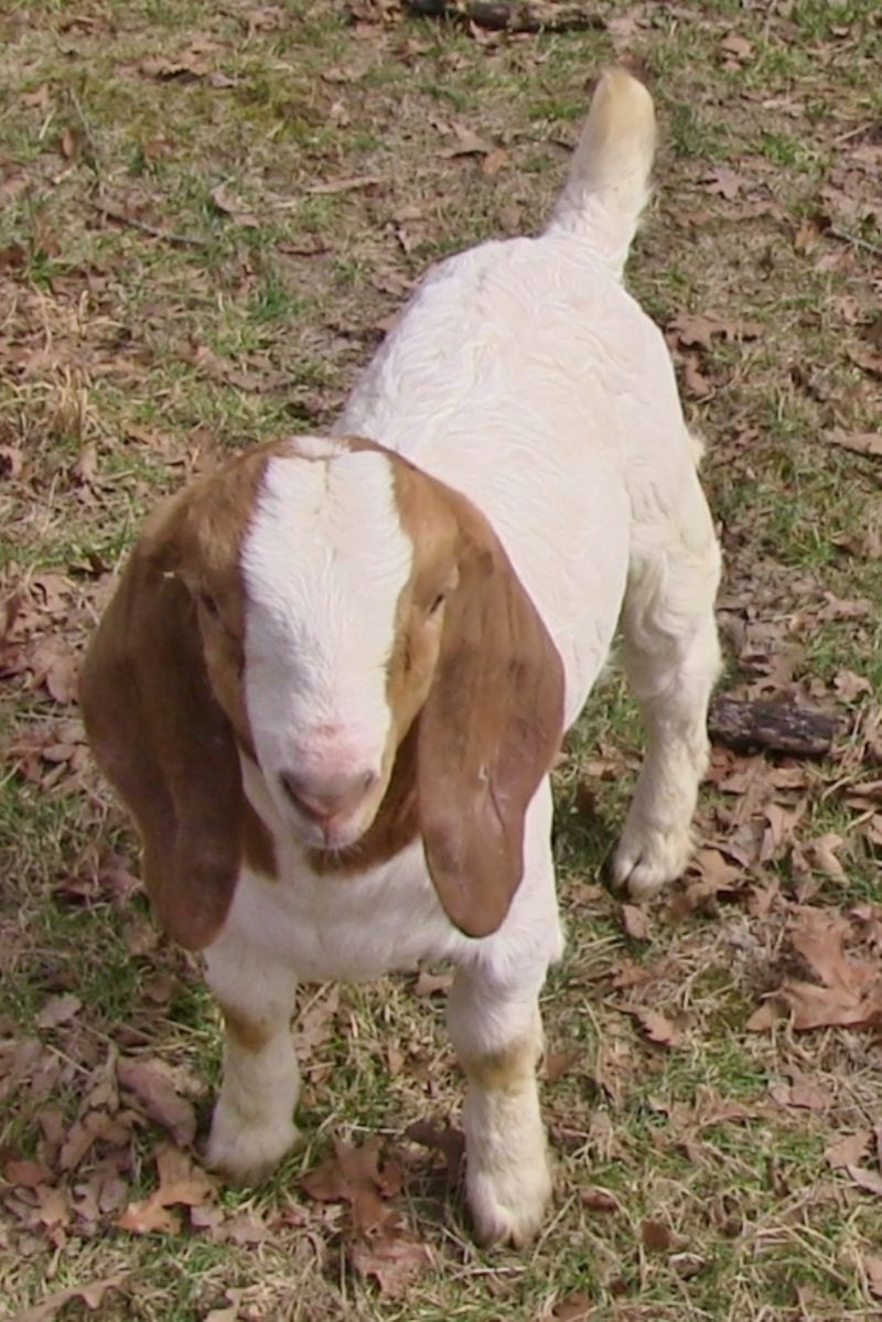Bear Creek BC  Wether #2 Born 1 January 2023 - Boer Goat Wether