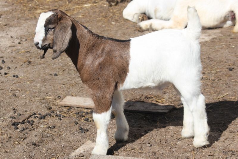 Bear Creek BC Wether #3 Born 5 March 2023 - Boer Goat Wether