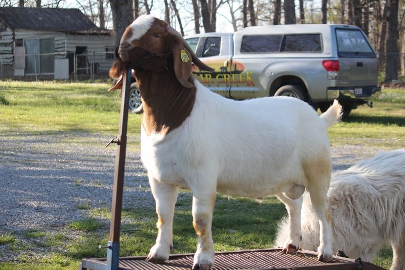 Bear Creek BC M1220 Dream Chaser - Boer Goat Buck
