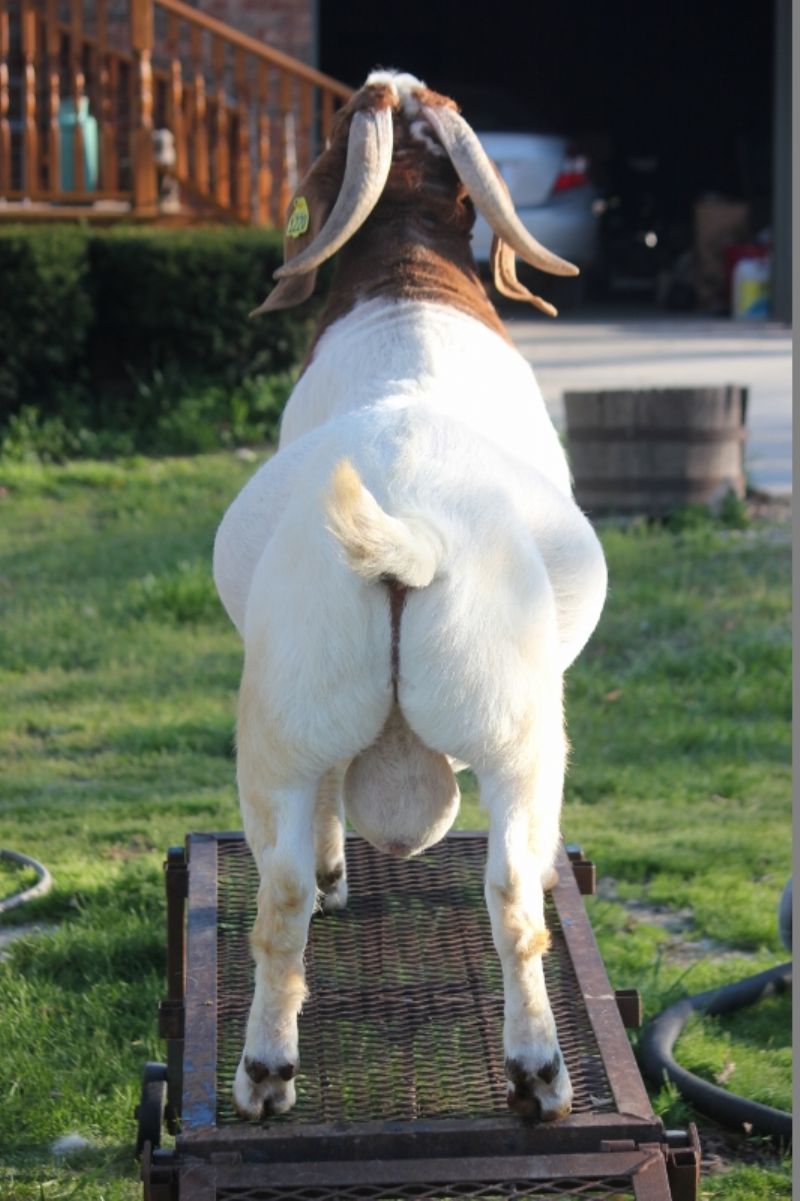 Bear Creek BC M1220 Dream Chaser - Boer Goat Buck