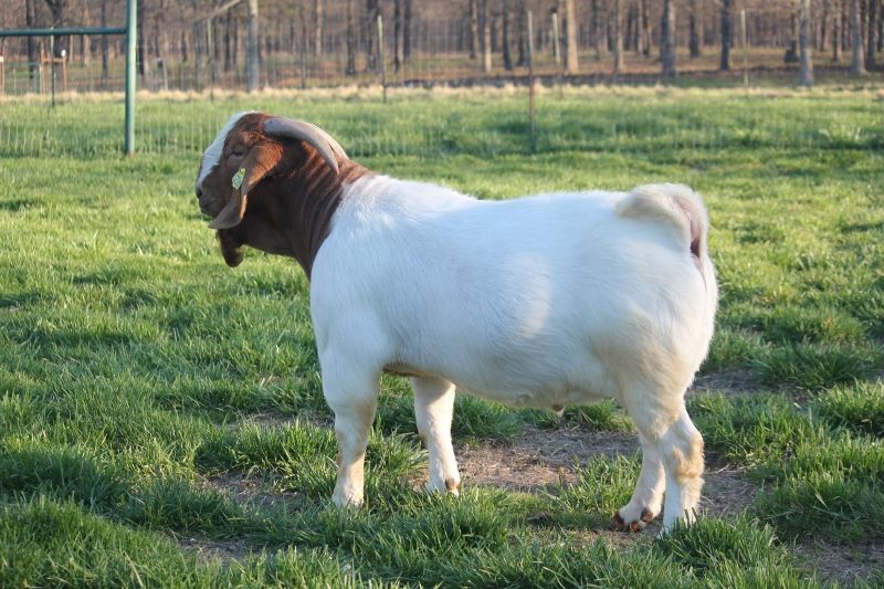 Bear Creek BC M1220 Dream Chaser - Boer Goat Buck