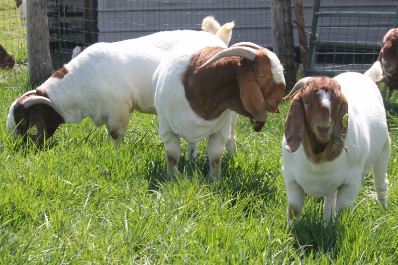 2022 March and June Born Buck Kids - Boer Goat Buck