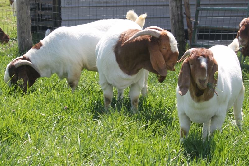 Bear Creek BC Herdsires and 2023 December Bucks Keep Scrolling to See Individual Records - Boer Goat Buck