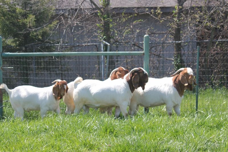 2022 December and 2023 March Born Bucks Keep Scrolling to See Individual Records - Boer Goat Buck
