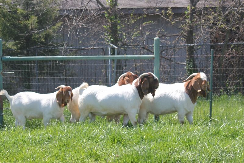 Bear Creek BC Herdsires and 2023 December Bucks Keep Scrolling to See Individual Records - Boer Goat Buck