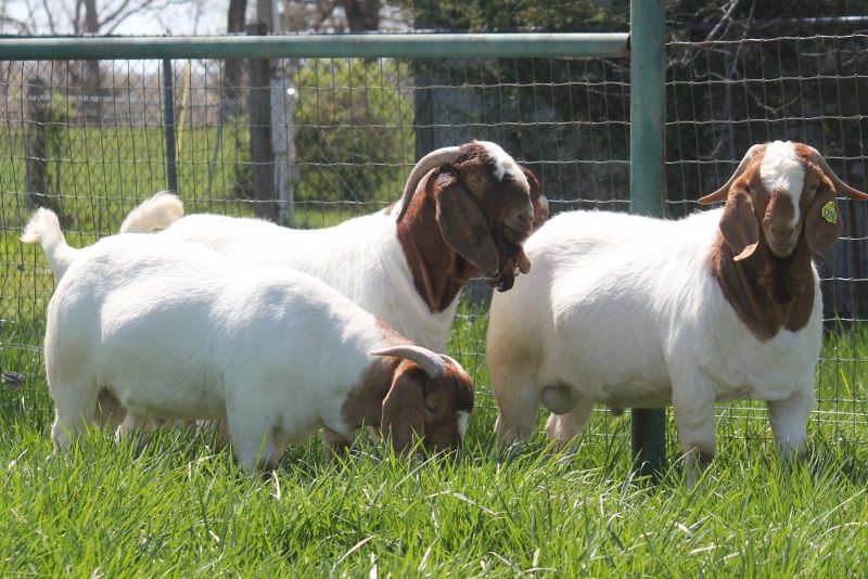 Bear Creek BC Herdsires and 2023 December Bucks Keep Scrolling to See Individual Records - Boer Goat Buck