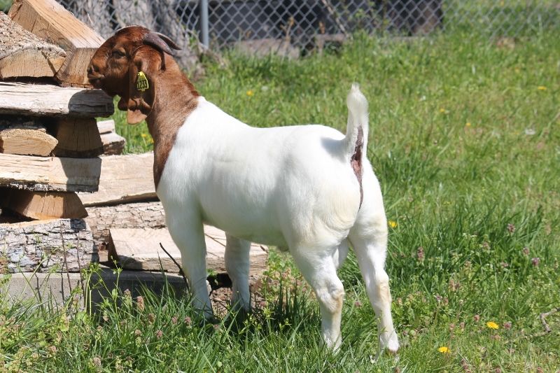 Bear Creek BC M1233 - Boer Goat Buck
