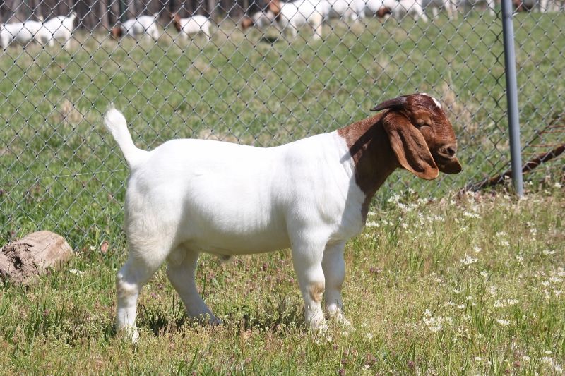 Bear Creek BC M1233 - Boer Goat Buck