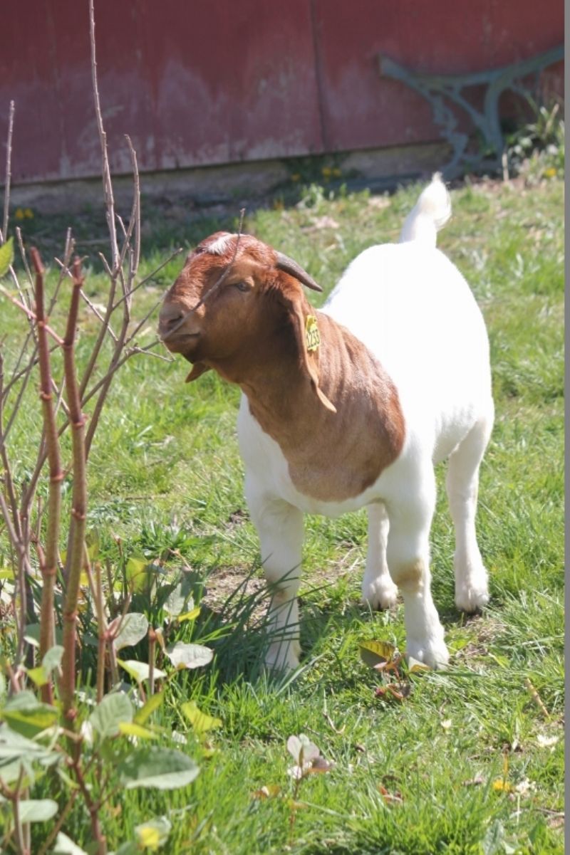 Bear Creek BC M1233 - Boer Goat Buck