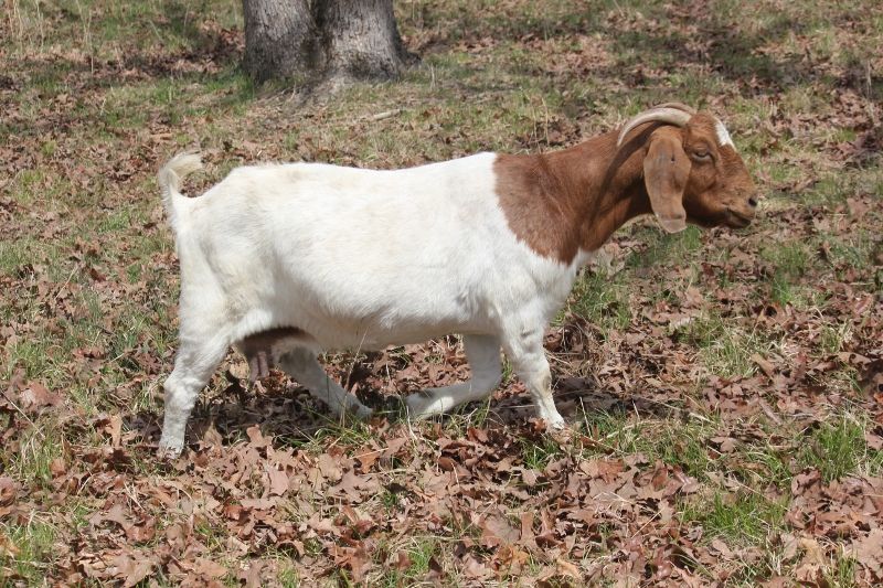 Bear Creek Grass/Brush Eaters - Boer Goat Doe