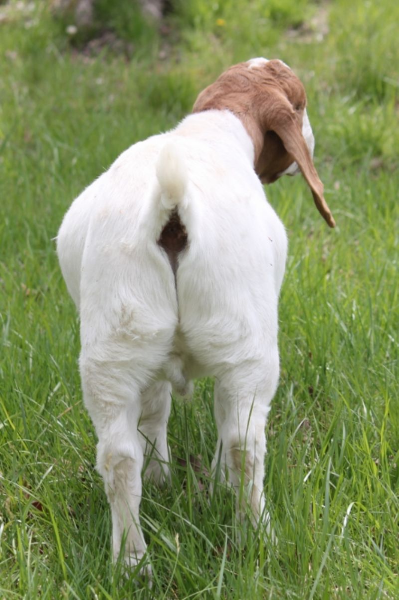 Bear Creek BC  Wether #2 Born 1 January 2023 - Boer Goat Wether