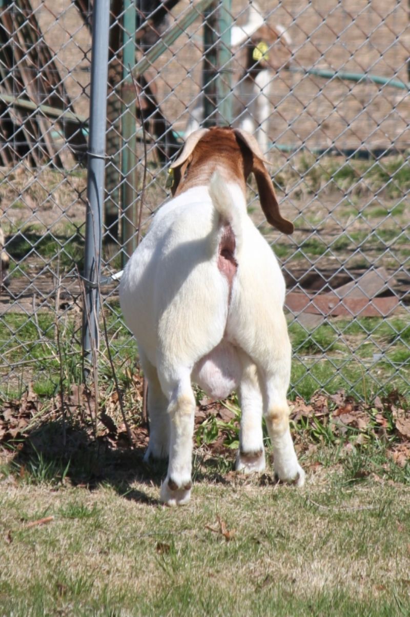 Bear Creek BC M1228 Apache - Boer Goat Buck