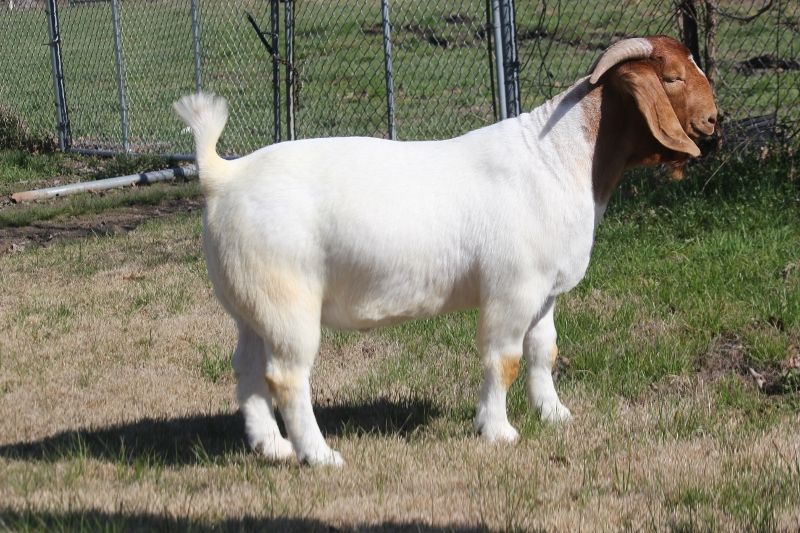 Bear Creek BC M1228 Apache - Boer Goat Buck