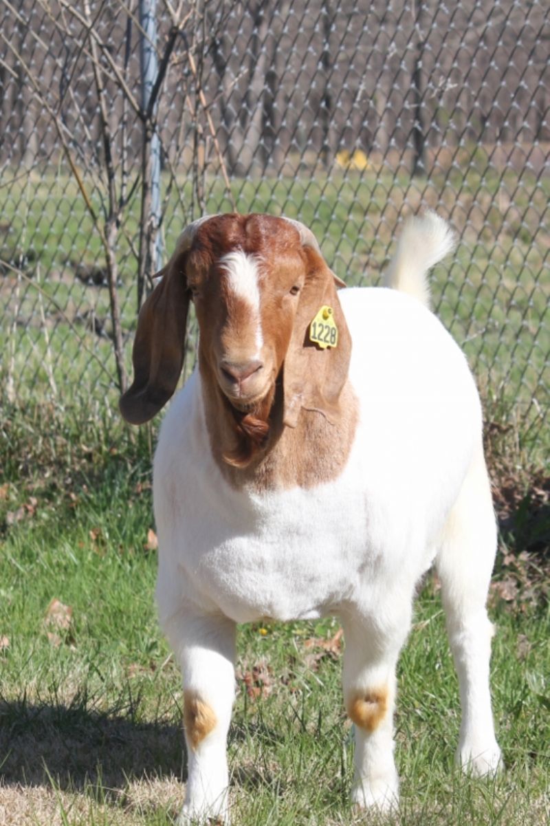 Bear Creek BC M1228 Apache - Boer Goat Buck