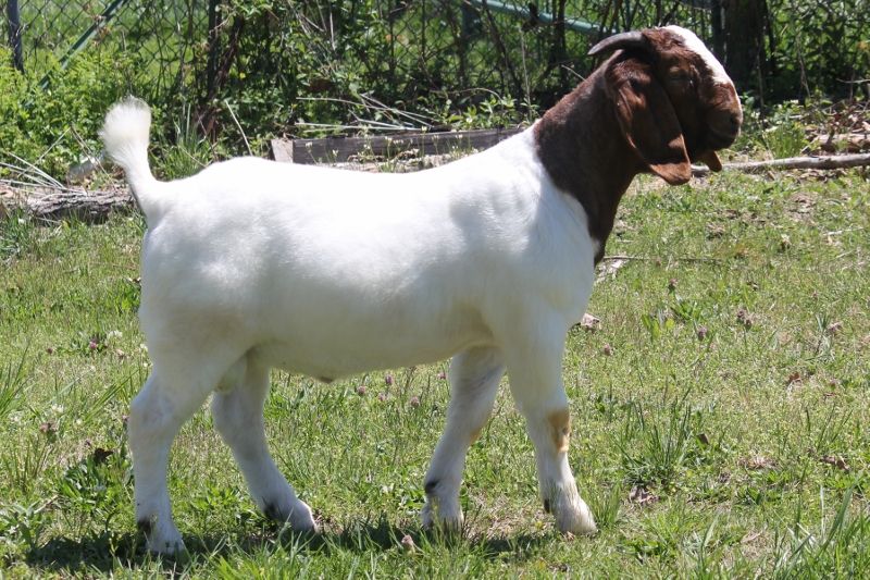 Bear Creek BC M1234 Country Boy - Boer Goat Buck