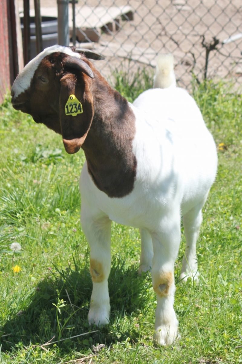 Bear Creek BC M1234 Country Boy - Boer Goat Buck