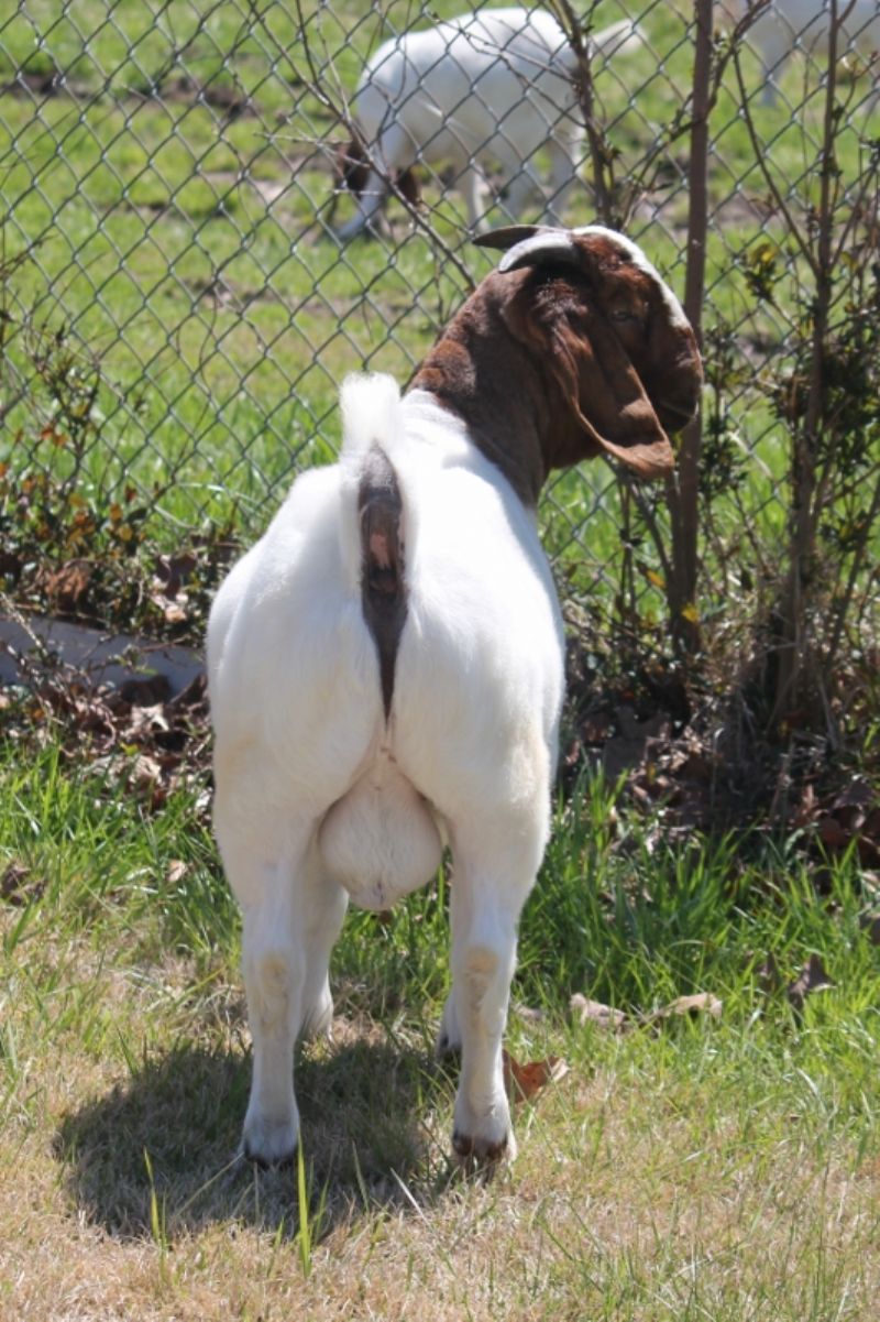 Bear Creek BC M1234 Country Boy - Boer Goat Buck