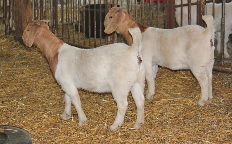 Bear Creek BC M1238 AND 1239 - Boer Goat Doe