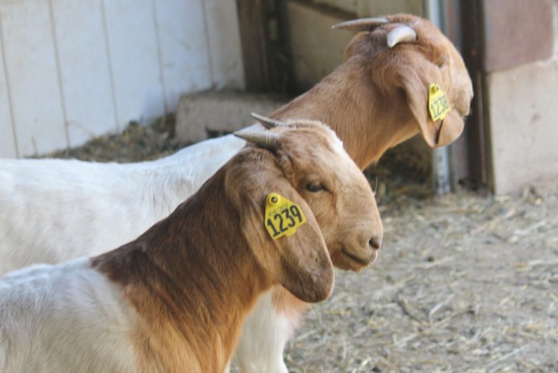 Bear Creek BC M1238 AND 1239 - Boer Goat Doe