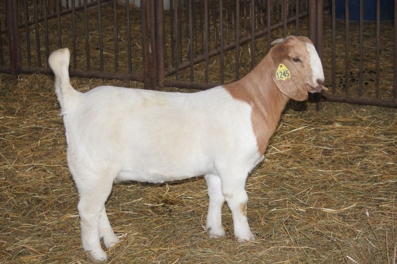 Bear Creek BC M1245 - Boer Goat Doe