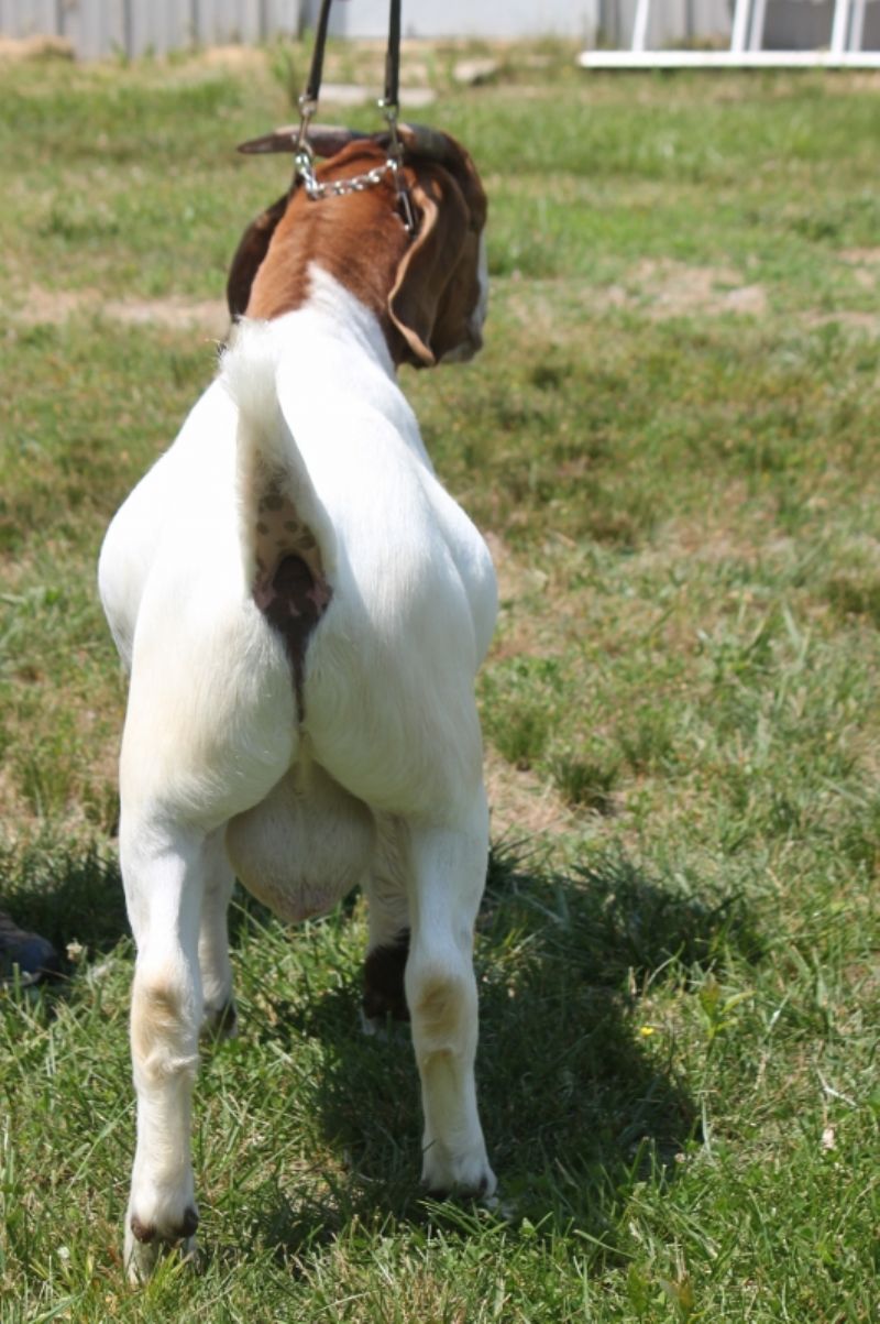 Bear Creek BC M1244 - Boer Goat Buck
