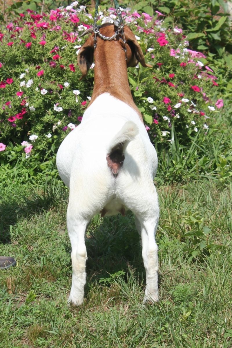 Bear Creek BC M1240 - Boer Goat Doe