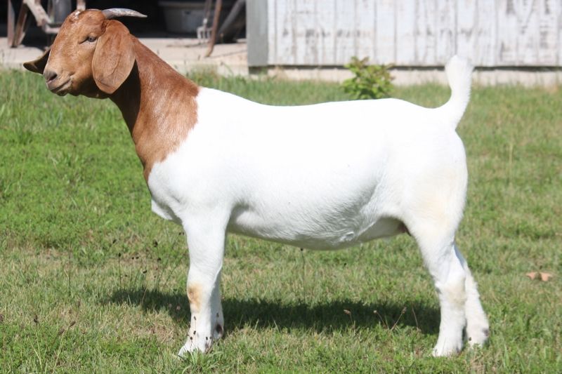 Bear Creek BC M1240 - Boer Goat Doe