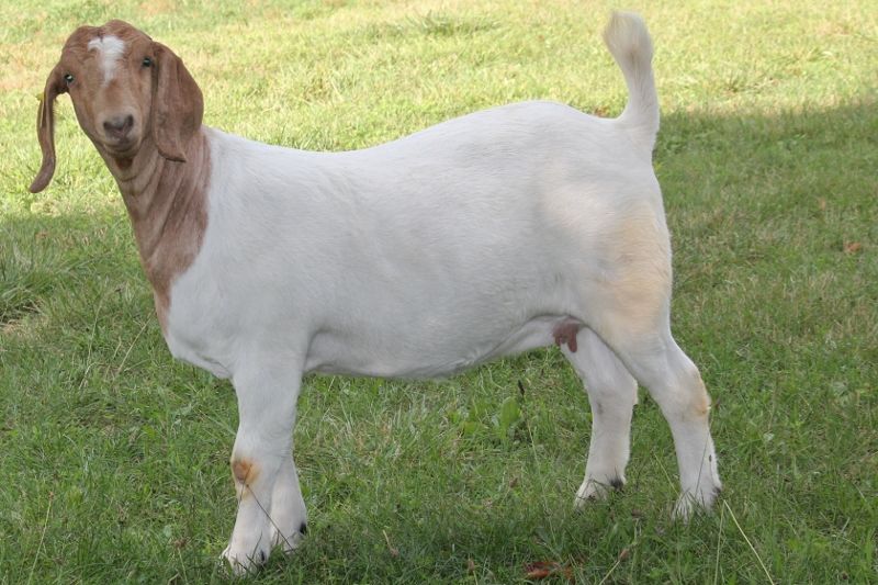 Bear Creek BC M1253 Adeline - Boer Goat Doe