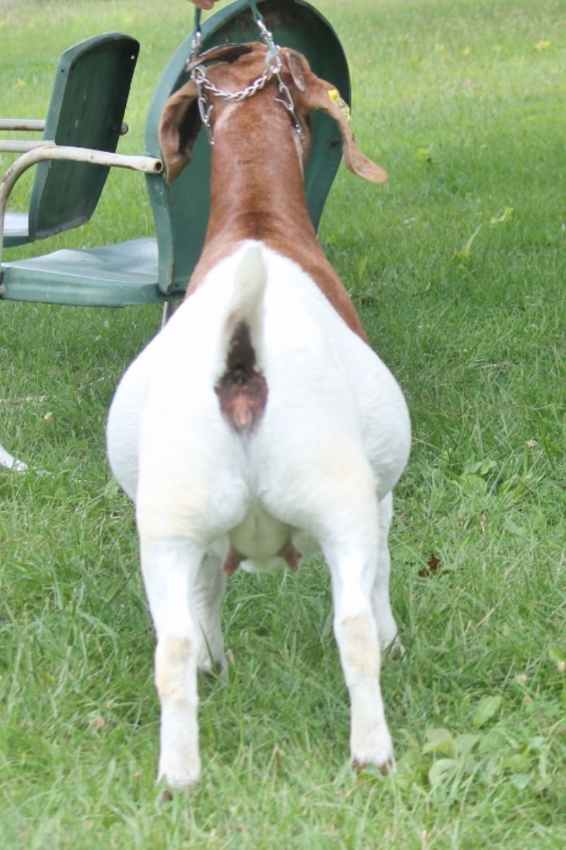 Bear Creek BC M1254 - Boer Goat Doe