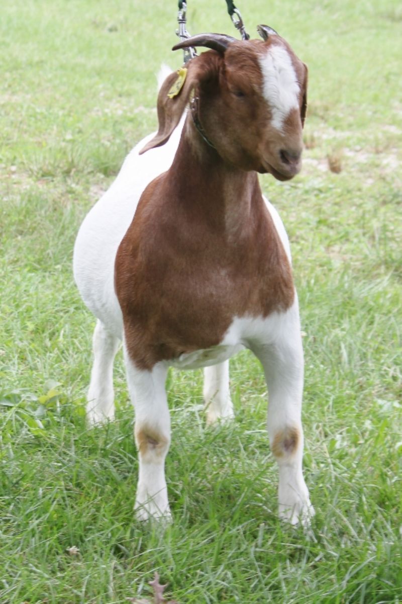 Bear Creek BC M1254 - Boer Goat Doe