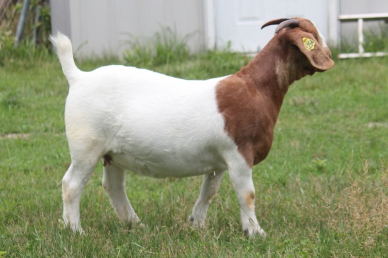 Bear Creek BC M1254 - Boer Goat Doe