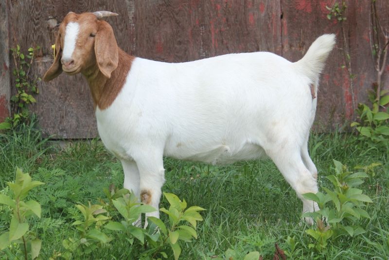 Bear Creek BC M1229 - Boer Goat Doe