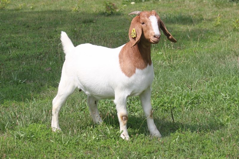 Bear Creek BC M1229 - Boer Goat Doe