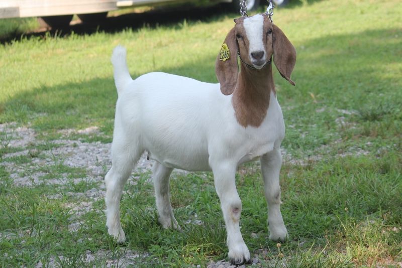 Bear Creek BC N1265 - Boer Goat Doe