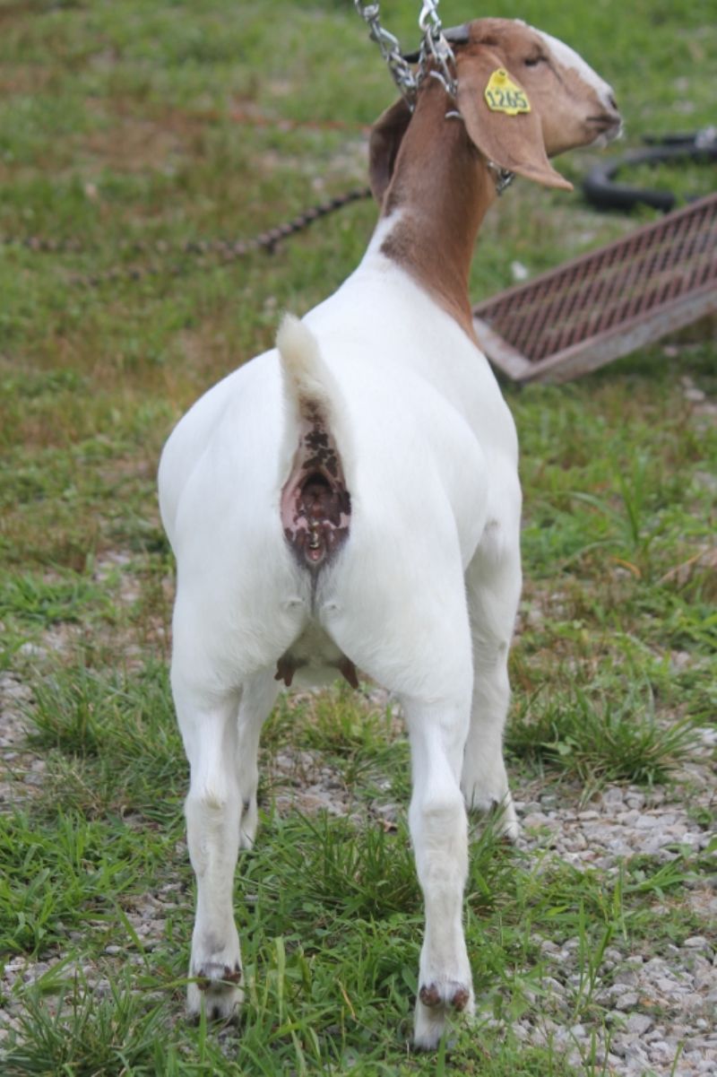 Bear Creek BC N1265 - Boer Goat Doe