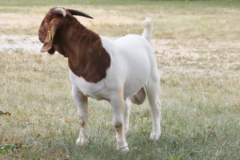 BEAR CREEK BC M1230 TRAVELER - Boer Goat Buck